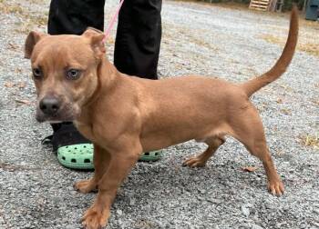 Squirm -  Mixed Breed Dog for Adoption in Elizabethtown, North Carolina - Squirm | PetCurious