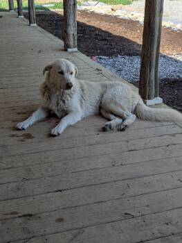 Gumbo -  Great Pyrenees Dog for Adoption in Dayton, Tennessee - Gumbo | PetCurious