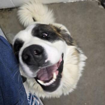 Gilbert -  Saint Bernard Dog for Adoption in Brooks, Alberta - Gilbert | PetCurious