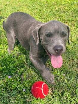 Eddie -  Terrier Dog for Adoption in San Antonio, Texas - Eddie | PetCurious