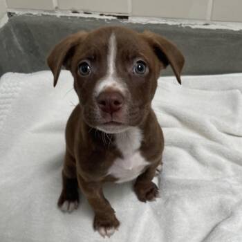 Ref -  Labrador Retriever and Mixed Breed Dog for Adoption in Hawthorne, California - Ref | PetCurious