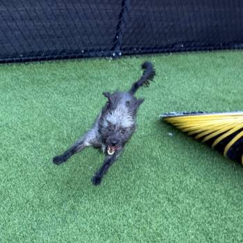 Limp Bizkit -  Mixed Breed Dog for Adoption in Pittsburgh, Pennsylvania - Limp Bizkit | PetCurious