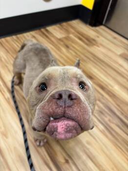 Dr. Who -  Mixed Breed Dog for Adoption in Raleigh, North Carolina - Dr. Who | PetCurious