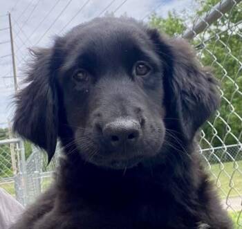 Sindal -  Shepherd Dog Available for Adoption in Glasgow, Kentucky - Sindal | PetCurious