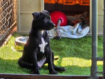Bruno -  Mixed Breed Dog for Adoption in Madison, Wisconsin - Bruno | PetCurious