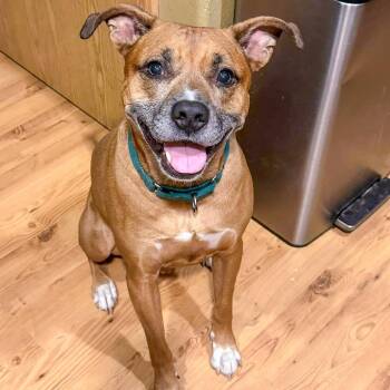 Loki -  Boxer and Mixed Breed Dog for Adoption in Woodinville, Washington - Loki | PetCurious
