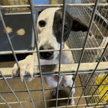 Rescue Mixed Breed Dogs for Adoption in Huntington, West Virginia - Yin Yin - Stray Hold 9/13 | PetCurious