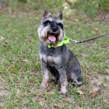 Lorax 09-1608 -  Schnauzer Dog for Adoption in Tyrone, Georgia - Lorax 09-1608 | PetCurious