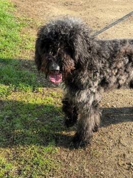 Goldendoodle Dogs Available for Adoption - Axel | PetCurious