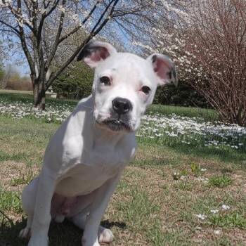 Boxer and Mixed Breed Dogs Available for Adoption - ROOKIE | PetCurious