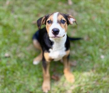 Rivet (with video) -  American Staffordshire Terrier and Labrador Retriever Dog for Adoption in Lucedale, Mississippi - Rivet (with Video) | PetCurious