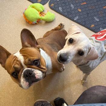 Poodle Dogs Available for Adoption in Kanab, Utah - Cracker Jack | PetCurious