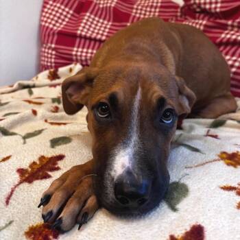 Saxton -  Labrador Retriever and Shepherd Dog for Adoption in Belleville, Illinois - Saxton | PetCurious