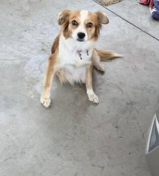 Millie -  Cattle Dog Dog for Adoption in Vancouver, Washington - Millie | PetCurious