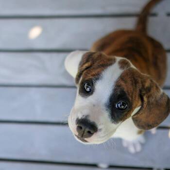 Phoebe -  Hound and Mixed Breed Dog for Adoption in Bradenton, Florida - Phoebe | PetCurious