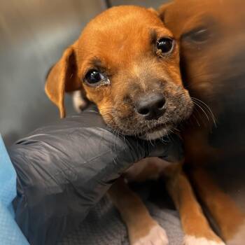 Tiny Tracy -  Terrier and Mixed Breed Dog for Adoption in Corpus Christi, Texas - Tiny Tracy | PetCurious