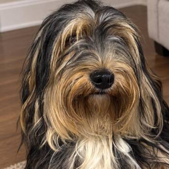 Mr. Meatball -  Maltese and Terrier Dog for Adoption in Sonoma, California - Mr. Meatball | PetCurious