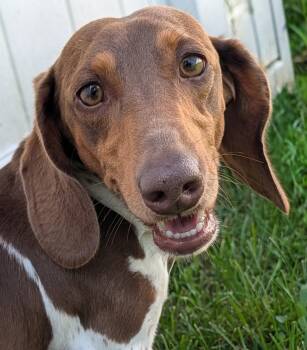 Spurgeon in LA -  Dachshund Dog for Adoption in Shelbyville, Tennessee - Spurgeon In LA | PetCurious