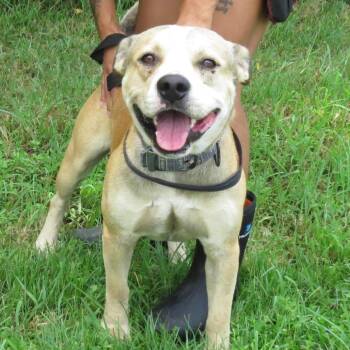Charming -  Mixed Breed Dog for Adoption in Lake Jackson, Texas - Charming | PetCurious