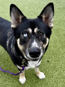 Mixed Breed Dogs Available for Adoption - Daisy | PetCurious