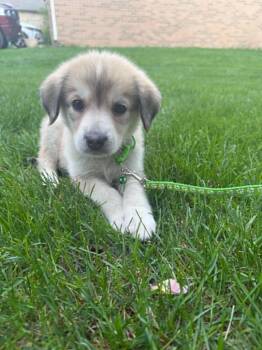 Great Pyrenees Dogs Available for Adoption in New Baltimore, Michigan - Pili | PetCurious