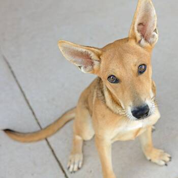 Tottie -  Mixed Breed Dog for Adoption in Abilene, Texas - Tottie | PetCurious