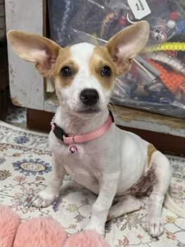 Liza -  Jack Russell Terrier Dog for Adoption in Baker, Louisiana - Liza | PetCurious