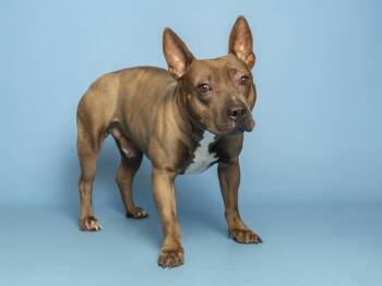 SHADOW -  Pit Bull Terrier Dog for Adoption in Phoenix, Arizona - SHADOW | PetCurious