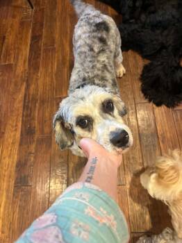 Cider -  Aussiedoodle Dog for Adoption in Whitewater, Wisconsin - Cider | PetCurious