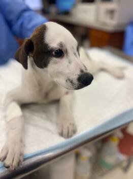 Rescue Pit Bull Terrier Dogs for Adoption in Saint Clairsville, Ohio - Patty | PetCurious