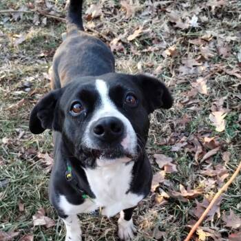 Rescue Border Collie and Mixed Breed Dogs for Adoption in Fairfax Station, Virginia - Ellen | PetCurious