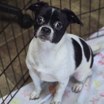 Rosie -  Pug Dog for Adoption in Los Angeles, California - Rosie | PetCurious