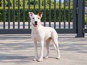 Misty -  Mixed Breed Dog for Adoption in Orangeburg, South Carolina - Misty | PetCurious