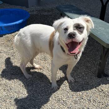 McFluffy -  Mixed Breed Dog for Adoption in Detroit, Michigan - McFluffy | PetCurious