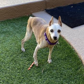 Chloe -  Miniature Pinscher and Chihuahua Dog for Adoption in Las Vegas, Nevada - Chloe | PetCurious