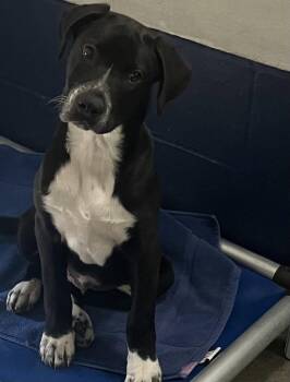 Labrador Retriever Dogs Available for Adoption in Sterling, Massachusetts - Lenney 5 Months | PetCurious