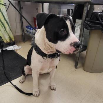 SCFL-Stray-67074 -  Mixed Breed Dog for Adoption in Lake Panasoffkee, Florida - SCFL-Stray-67074 | PetCurious