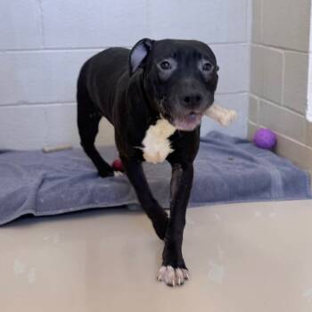 Rescue Mixed Breed Dogs for Adoption in Winston-salem, North Carolina - Chickpea | PetCurious