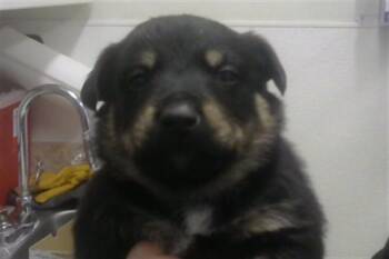 Australian Cattle Dog Blue Heeler Dogs Available for Adoption - ROJO | PetCurious