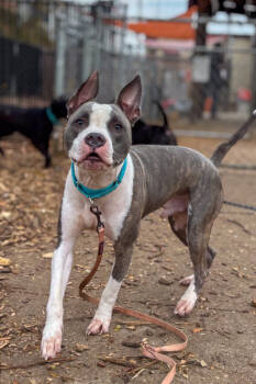 Rescue Mixed Breed Dogs for Adoption in Cincinnati, Ohio - Kinsley | PetCurious