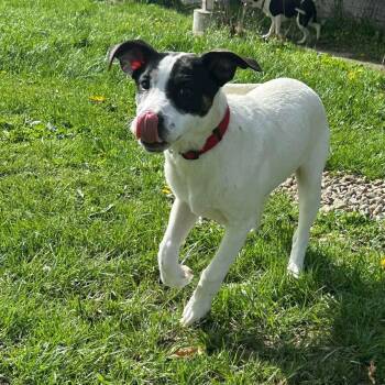 Mixed Breed Dogs Available for Adoption in Elyria, Ohio - Ben | PetCurious