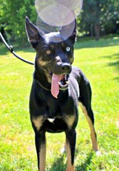 Siberian Husky and Mixed Breed Dogs Available for Adoption in Morton Grove, Illinois - Greer | PetCurious
