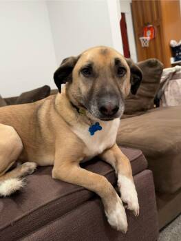 Shepherd and Corgi Dogs Available for Adoption - Boomer  | PetCurious
