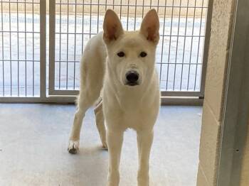 Rescue Siberian Husky Dogs for Adoption in Tustin, California - REED | PetCurious