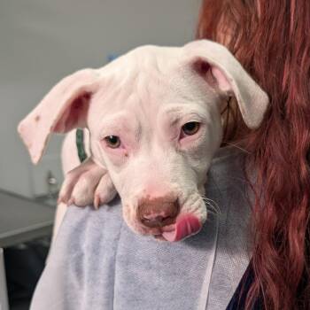 Sandy -  American Staffordshire Terrier and Mixed Breed Dog for Adoption in Greenville, South Carolina - Sandy | PetCurious