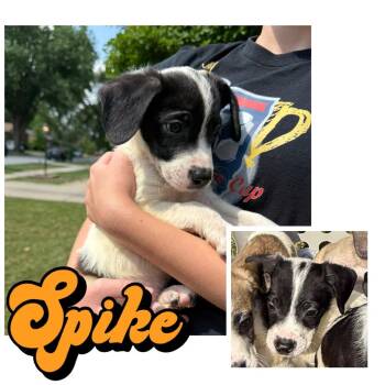 Spike -  Poodle and Mixed Breed Dog for Adoption in Homewood, Illinois - Spike | PetCurious