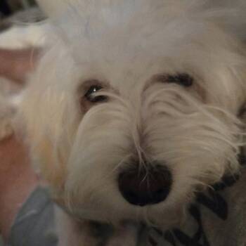 Stella -  Maltese and Mixed Breed Dog for Adoption in Edwards, Illinois - Stella | PetCurious