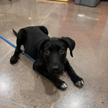 Vega -  Black Labrador Retriever and Mixed Breed Dog for Adoption in Washburn, Missouri - Vega | PetCurious