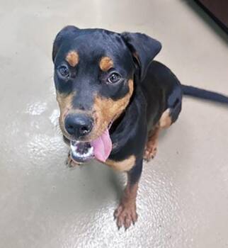 Mixed Breed Dogs Available for Adoption in Nashville, Tennessee - Kim Chi | PetCurious