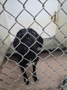 Benny -  Labrador Retriever Dog for Adoption in Nacogdoches, Texas - Benny | PetCurious
